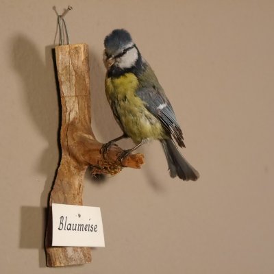 Blaumeise Pr&auml;parat H&ouml;he 17 cm Meise Vogel pr&auml;pariert Tierpr&auml;parat mit Genehmigung zur Vermarktung