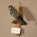 Blaumeise Präparat Höhe 17 cm Meise Vogel präpariert Tierpräparat mit Genehmigung zur Vermarktung