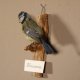 Blaumeise Präparat Höhe 17 cm Meise Vogel präpariert Tierpräparat mit Genehmigung zur Vermarktung