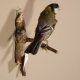 Kohlmeise Präparat Höhe 16 cm Meise Vogel präpariert Tierpräparat mit Genehmigung zur Vermarktung