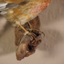 Hänfling Vogel Präparat Höhe 10 cm präpariert taxidermy Tierpräparat mit Genehmigung zur Vermarktung