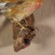 Hänfling Vogel Präparat Höhe 10 cm präpariert taxidermy Tierpräparat mit Genehmigung zur Vermarktung
