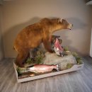 Grizzly Bär Präparat auf Jagd mit 2 Lachse auf Rollpodest mit Genehmigung zum Verkauf