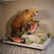 Grizzly Bär Präparat auf Jagd mit 2 Lachse auf Rollpodest mit Genehmigung zum Verkauf