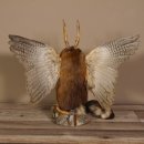 Wolpertinger Wolpi Präparat taxidermy mit große Flügel, Pfeife und Stock, mit blaue Augen Höhe 41 cm Fabelwesen Gaudi Geschenk #86.7.30