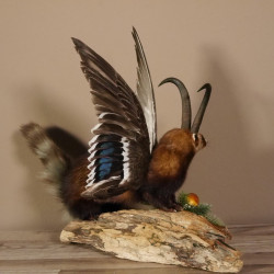 Iltis Wolpertinger Wolpi Präparat taxidermy mit Gams Hörner und große Flügel auf Wurzel Höhe 47 cm #86.11.2