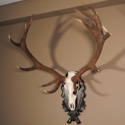 16 Ender Rothirsch Geweih mit ganzer Nase Höhe 122 cm auf geschnitztem Trophäenschild Hirschgeweih Hirsch