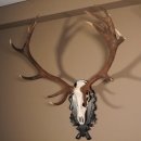 16 Ender Rothirsch Geweih mit ganzer Nase Höhe 122 cm auf geschnitztem Trophäenschild Hirschgeweih Hirsch