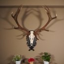 16 Ender Rothirsch Geweih mit ganzer Nase Höhe 122 cm auf geschnitztem Trophäenschild Hirschgeweih Hirsch