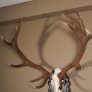 16 Ender Rothirsch Geweih mit ganzer Nase Höhe 122 cm auf geschnitztem Trophäenschild Hirschgeweih Hirsch