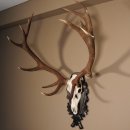 16 Ender Rothirsch Geweih mit ganzer Nase Höhe 122 cm auf geschnitztem Trophäenschild Hirschgeweih Hirsch