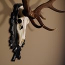 16 Ender Rothirsch Geweih mit ganzer Nase Höhe 122 cm auf geschnitztem Trophäenschild Hirschgeweih Hirsch