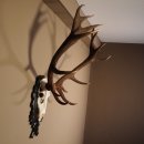 16 Ender Rothirsch Geweih mit ganzer Nase Höhe 122 cm auf geschnitztem Trophäenschild Hirschgeweih Hirsch