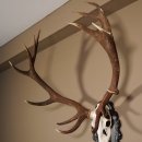 16 Ender Rothirsch Geweih mit ganzer Nase Höhe 122 cm auf geschnitztem Trophäenschild Hirschgeweih Hirsch