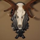 16 Ender Rothirsch Geweih mit ganzer Nase Höhe 122 cm auf geschnitztem Trophäenschild Hirschgeweih Hirsch