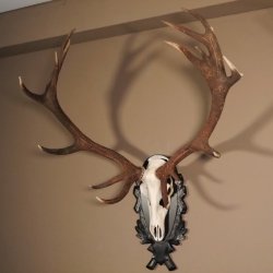 16 Ender Rothirsch Geweih mit ganzer Nase Höhe 122 cm auf geschnitztem Trophäenschild Hirschgeweih Hirsch