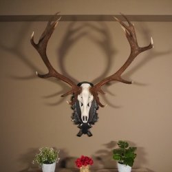 16 Ender Rothirsch Geweih mit ganzer Nase Höhe 122 cm auf geschnitztem Trophäenschild Hirschgeweih Hirsch