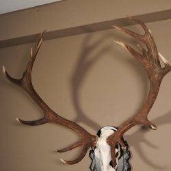 16 Ender Rothirsch Geweih mit ganzer Nase Höhe 122 cm auf geschnitztem Trophäenschild Hirschgeweih Hirsch