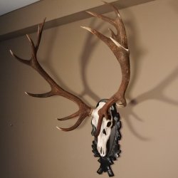 16 Ender Rothirsch Geweih mit ganzer Nase Höhe 122 cm auf geschnitztem Trophäenschild Hirschgeweih Hirsch