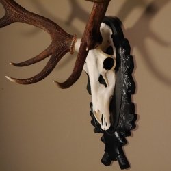 16 Ender Rothirsch Geweih mit ganzer Nase Höhe 122 cm auf geschnitztem Trophäenschild Hirschgeweih Hirsch