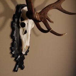 16 Ender Rothirsch Geweih mit ganzer Nase Höhe 122 cm auf geschnitztem Trophäenschild Hirschgeweih Hirsch