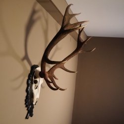 16 Ender Rothirsch Geweih mit ganzer Nase Höhe 122 cm auf geschnitztem Trophäenschild Hirschgeweih Hirsch