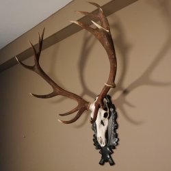 16 Ender Rothirsch Geweih mit ganzer Nase Höhe 122 cm auf geschnitztem Trophäenschild Hirschgeweih Hirsch