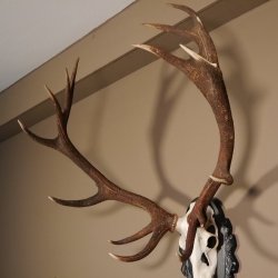 16 Ender Rothirsch Geweih mit ganzer Nase Höhe 122 cm auf geschnitztem Trophäenschild Hirschgeweih Hirsch