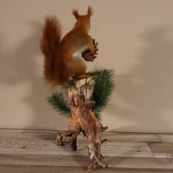 Eichhörnchen mit Tannenzapfen Präparat auf Wurzel präpariert Tierpräparat mit Genehmigung zur Vermarktung #89.18.4