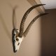 Wasserbock (Kobus ellipsiprymnus) Schädeltrophäe HL 68cm auf Trophäenschild Schädel Trophäe