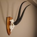 Grant - Gazelle Schädeltrophäe mit ganzer Nase und ganzem Oberkiefer HL 57 cm auf Trophäenschild Trophäe