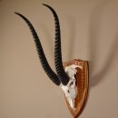 Grant - Gazelle Schädeltrophäe mit ganzer Nase und ganzem Oberkiefer HL 57 cm auf Trophäenschild Trophäe