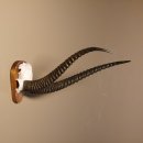Grant - Gazelle Schädeltrophäe HL 52 cm auf geschnitztem Trophäenschild Trophäe
