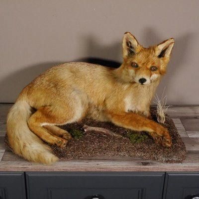 Fuchs liegend auf neues Waldboden Dekopodest Breite 52 cm Rotfuchs Präparat taxidermy Deko #89.8.137