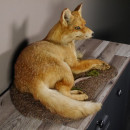 Fuchs liegend auf neues Waldboden Dekopodest Breite 52 cm Rotfuchs Pr&auml;parat taxidermy Deko #89.8.137