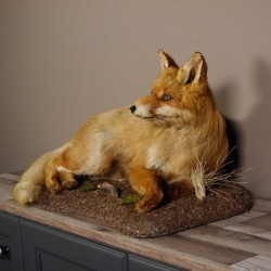 Fuchs liegend auf neues Waldboden Dekopodest Breite 52 cm Rotfuchs Präparat taxidermy Deko #89.8.137