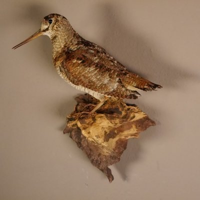 Waldschnepfe Vogel Pr&auml;parat pr&auml;pariert taxidermy Tierpr&auml;parat mit Genehmigung zur Vermarktung #90.18.8