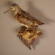 Waldschnepfe Vogel Präparat präpariert taxidermy Tierpräparat mit Genehmigung zur Vermarktung #90.18.8