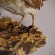 Waldschnepfe Vogel Präparat präpariert taxidermy Tierpräparat mit Genehmigung zur Vermarktung #90.18.8