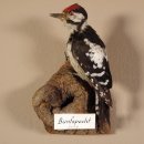 Buntspecht Specht Vogel Präparat präpariert taxidermy Tierpräparat mit Genehmigung zur Verkauf #90.23.6