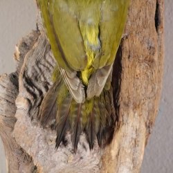 Grünspecht Specht Vogel Präparat präpariert taxidermy Tierpräparat Höhe 50 cm mit Herkunftsnachweis #90.22.4