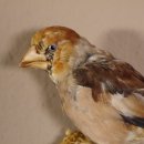 Kernbeisser Finkenkönig Singvogel Vogel Präparat präpariert taxidermy Tierpräparat mit Genehmigung zur Vermarktung