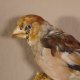 Kernbeisser Finkenkönig Singvogel Vogel Präparat präpariert taxidermy Tierpräparat mit Genehmigung zur Vermarktung