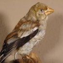 Kernbeisser jung Finkenkönig Singvogel Vogel Präparat Höhe 16 cm Tierpräparat mit Genehmigung zur Vermarktung #90.306.2