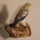 Kernbeisser jung Finkenkönig Singvogel Vogel Präparat Höhe 16 cm Tierpräparat mit Genehmigung zur Vermarktung #90.306.2