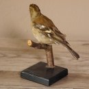 Buchfink weiblich Singvogel Vogel Pr&auml;parat Tierpr&auml;parat mit Genehmigung zur Vermarktung