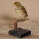 Buchfink weiblich Singvogel Vogel Präparat Tierpräparat mit Genehmigung zur Vermarktung