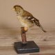 Buchfink weiblich Singvogel Vogel Präparat Tierpräparat mit Genehmigung zur Vermarktung