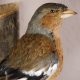 Buchfink männlich Singvogel Vogel Präparat Höhe 13cm Tierpräparat mit Genehmigung zur Vermarktung
