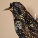 Star Singvogel Präparat Vogel präpariert taxidermy Tierpräparat mit Genehmigung zur Vermarktung